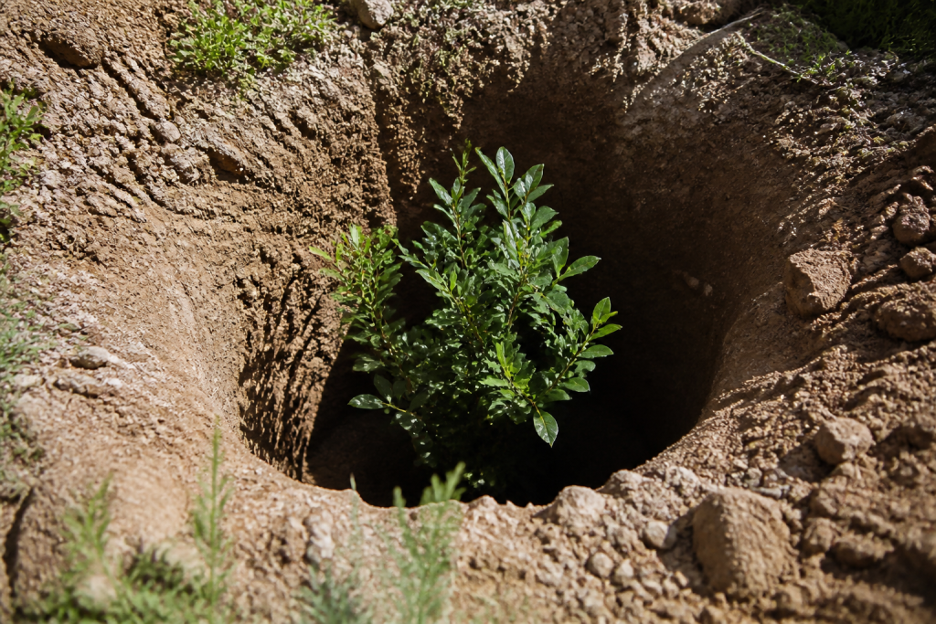 Arbuste dans trou profond de terre meuble au soleil