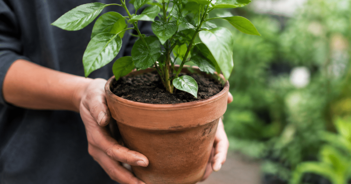 Mains tenant pot terracotta avec plante enracinee soil frais