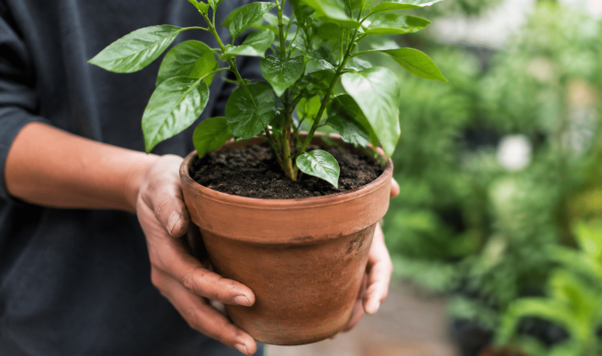 Mains tenant pot terracotta avec plante enracinee soil frais